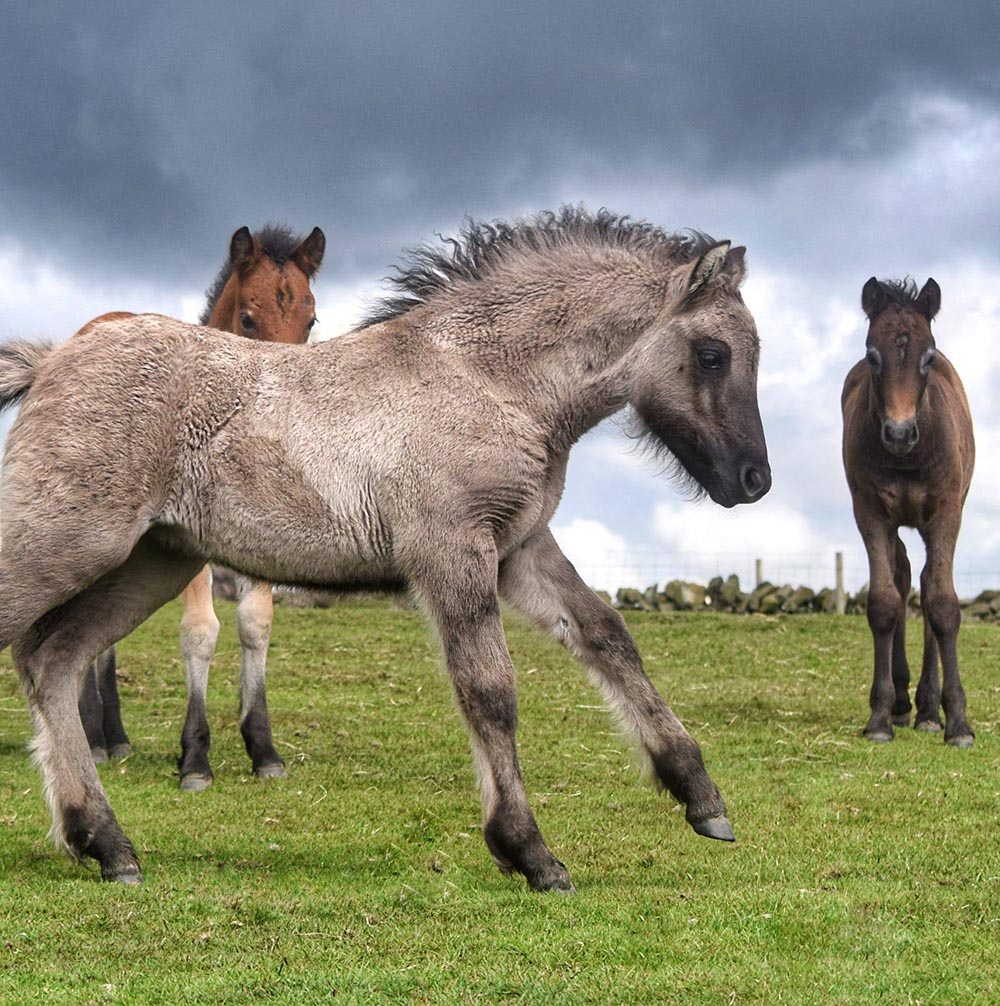 Heald Town Highland Pony Stud